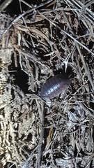 Porcellio laevis