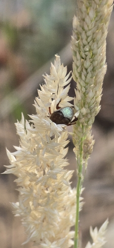 iNaturalist observation photo of Grapevine Hoplia