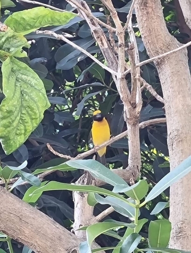 Asian Golden Weaver