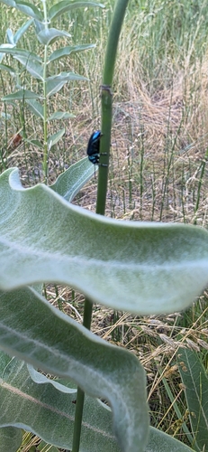 iNaturalist observation photo of Cobalt Milkweed Beetle