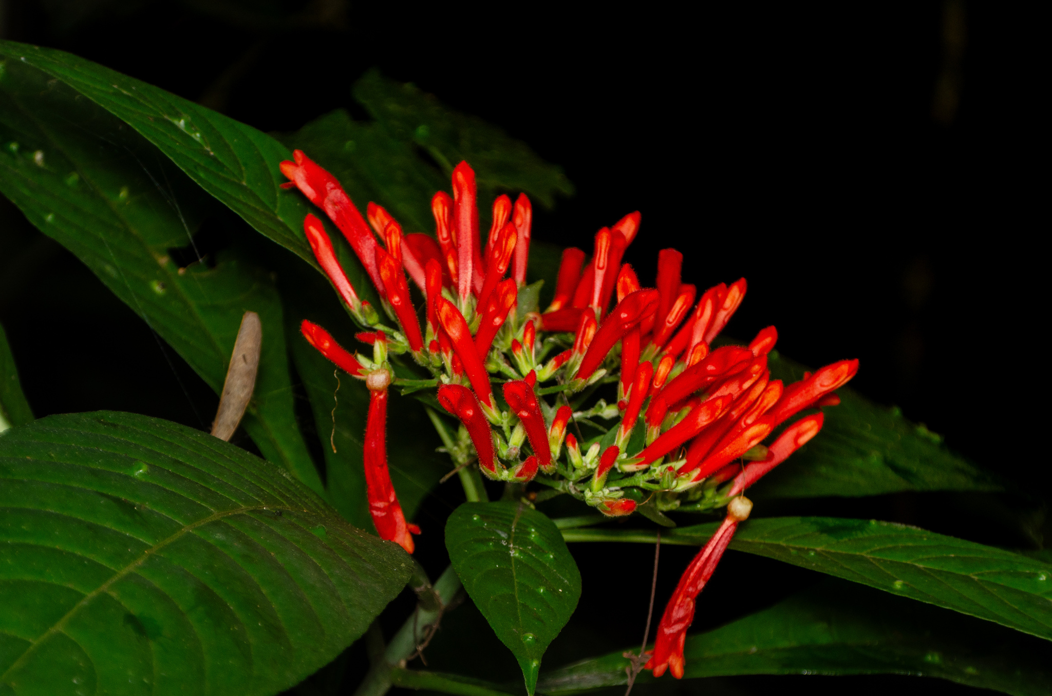 Aphelandra schottiana (Nees) Profice 2