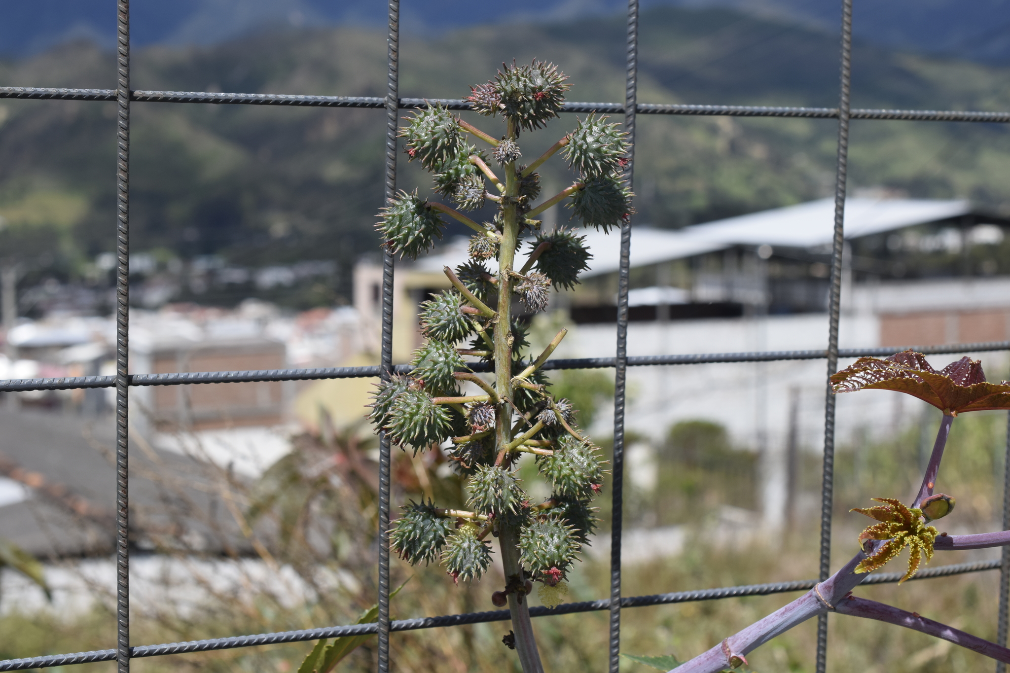 Ricinus communis image