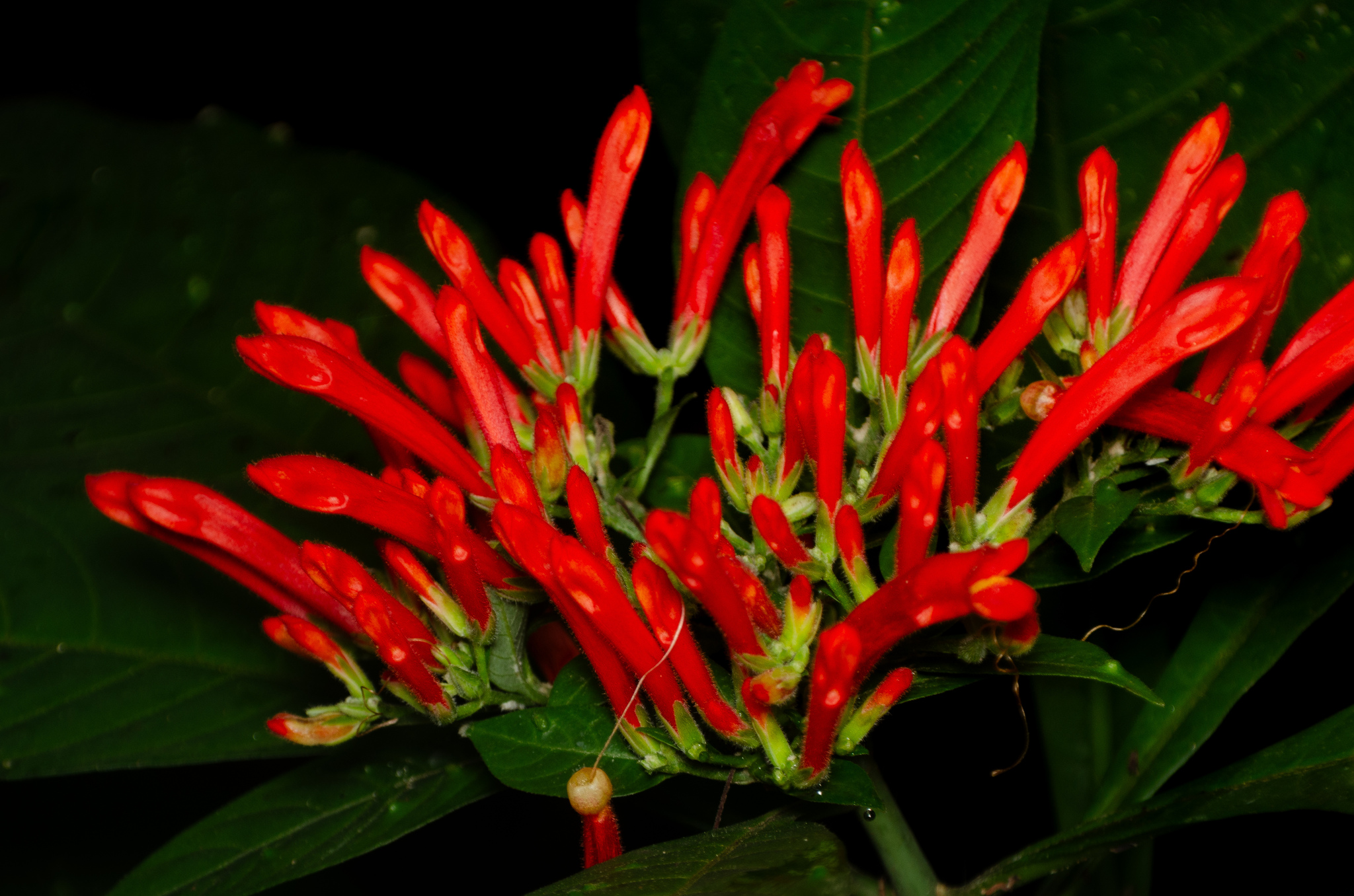 Aphelandra schottiana (Nees) Profice