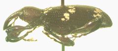 Heilipus collectus