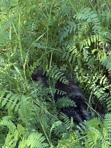 North American Porcupine