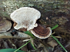 Coriolopsis caperata