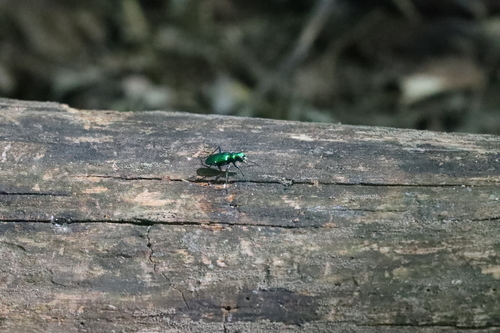 Six-spotted Tiger Beetle