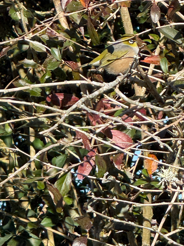 Cinnamon-flanked Silvereye