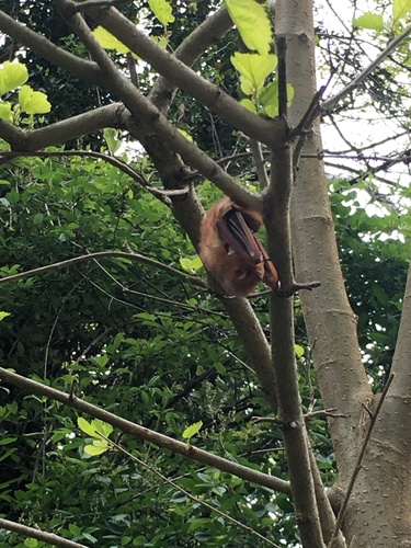 Eastern Red Bat photographed in Maryland