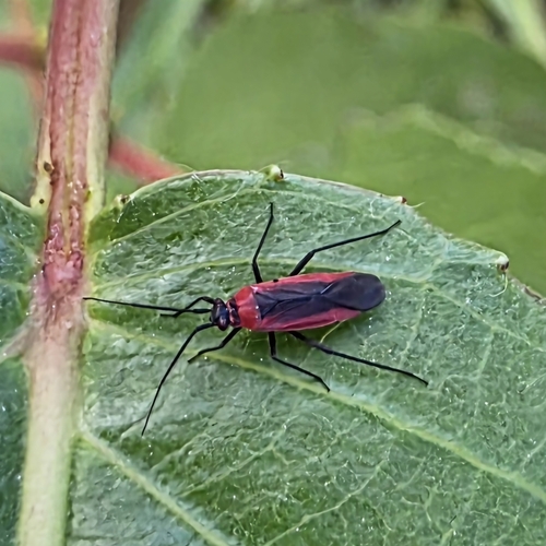 iNaturalist observation photo of Scarlet Plant Bugs
