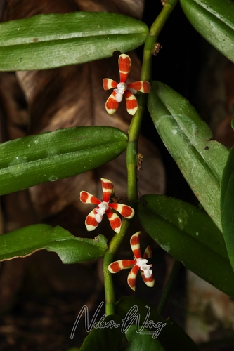 Trichoglottis observed 2026-07-02