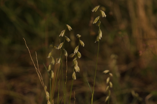 Bouteloua erecta, 2025-08-10