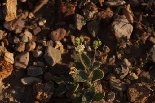 Psathyrotopsis scaposa
