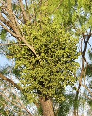 Tapinanthus
