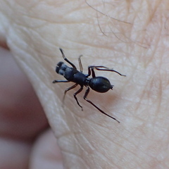 Myrmarachne macaulayi