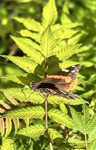 Red Admiral