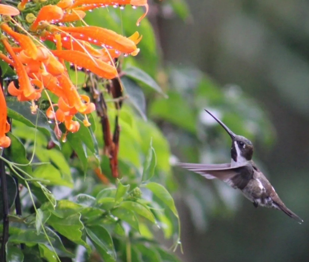 Long-billed Starthroat (Heliomaster longirostris), photo 7