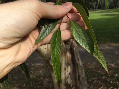 Eucalyptus cladocalyx