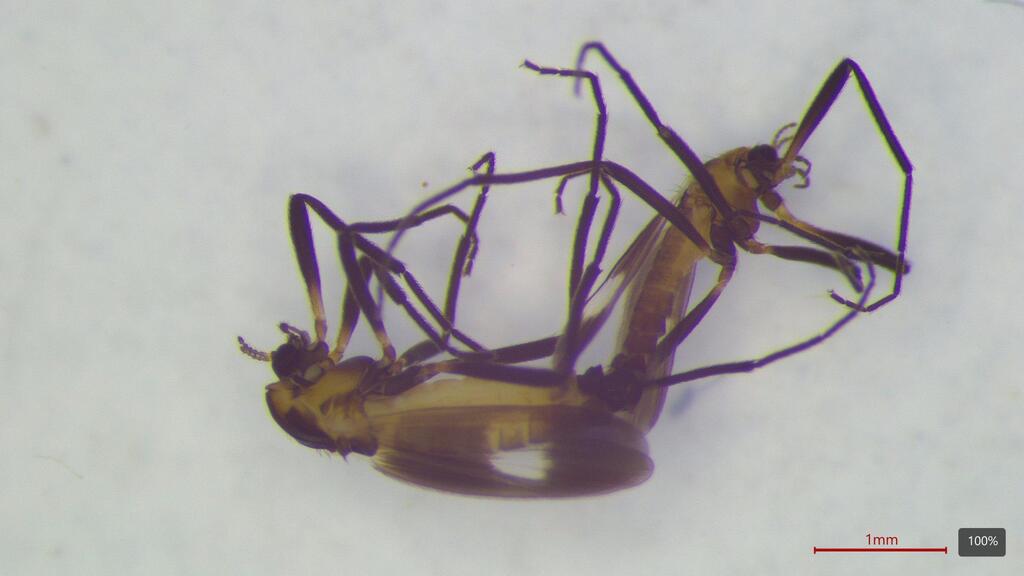 Chasmatonotus maculipennis