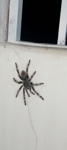 Brazilian Black-and-white Tarantula