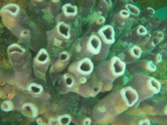 Callyspongia annulata