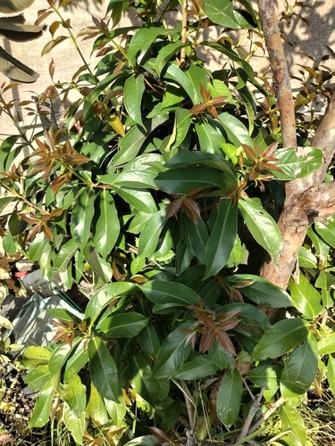 Syzygium malaccense