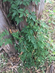 Cardiospermum grandiflorum