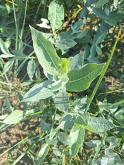 Salix cordata
