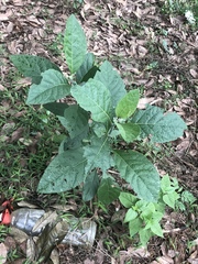 Gymnanthemum amygdalinum