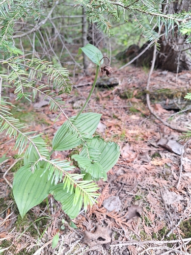 Cypripedium arietinum observed 2026-07-02