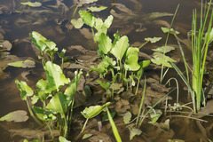 Echinodorus berteroi