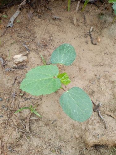 Sorrel