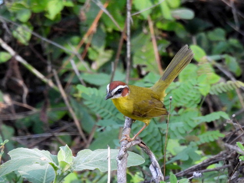 Chestnut-capped Warbler