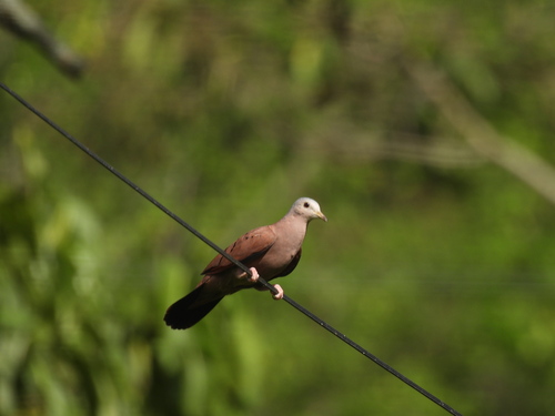 Ruddy Ground Dove