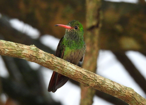 Rufous-tailed Hummingbird