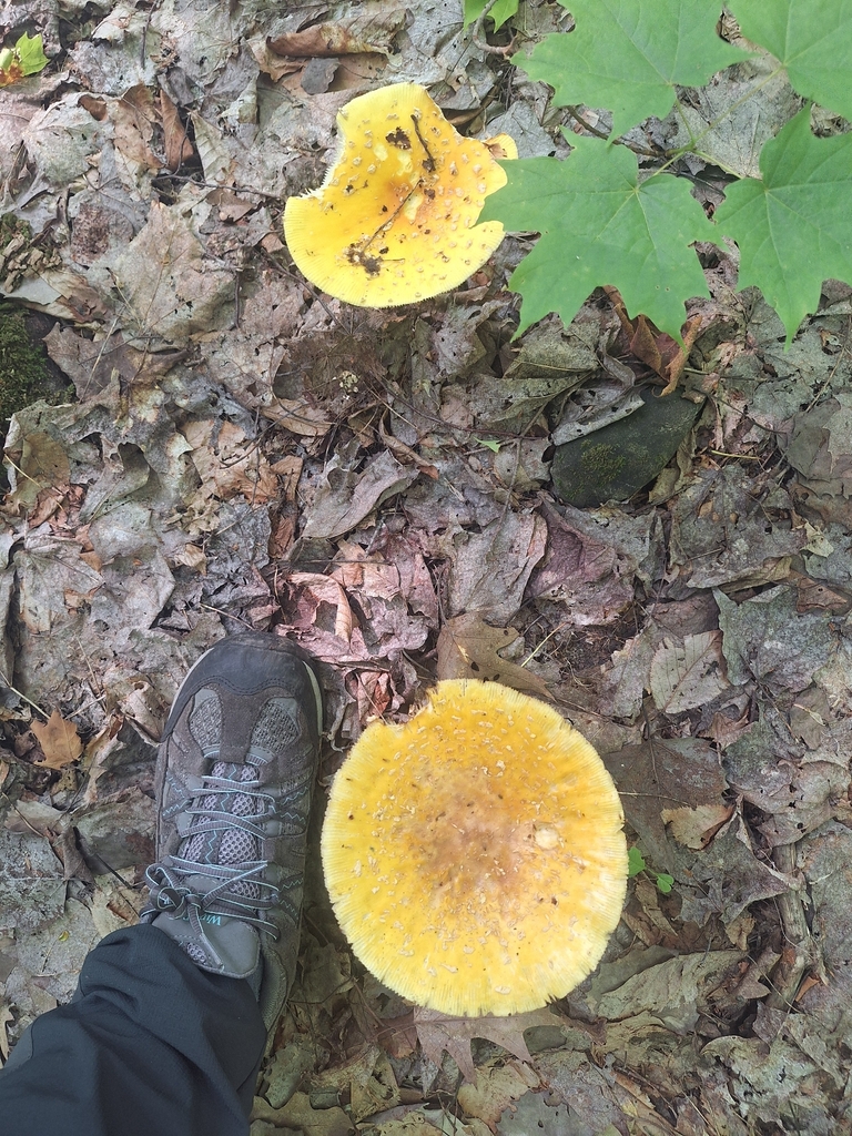 American Yellow Fly Agaric · July 2026 · photo: Photo: no rights reserved · iNaturalist