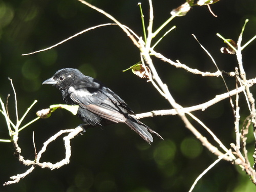 White-shouldered Tanager