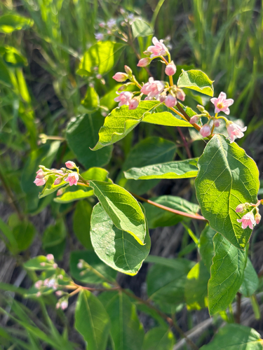 spreading dogbane