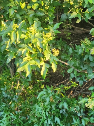 Amyris texana, photograph 2