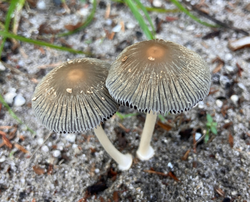 Coprinellus arenicola · July 2026 · photo: Photo: no rights reserved · iNaturalist