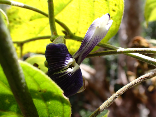 Canavalia kauaiensis observed 2026-07-01