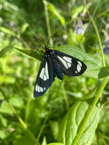Police Car Moth