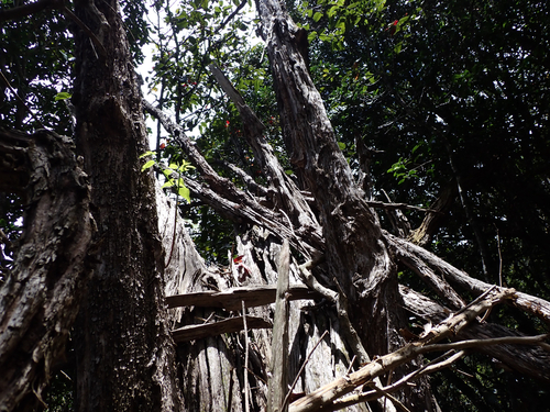 Flueggea neowawraea observed 2026-07-01