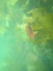 Caesioperca lepidoptera