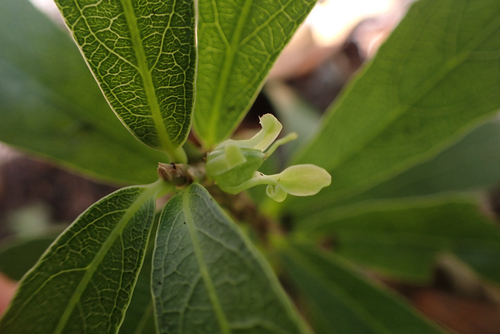 Isodendrion laurifolium observed 2026-07-01