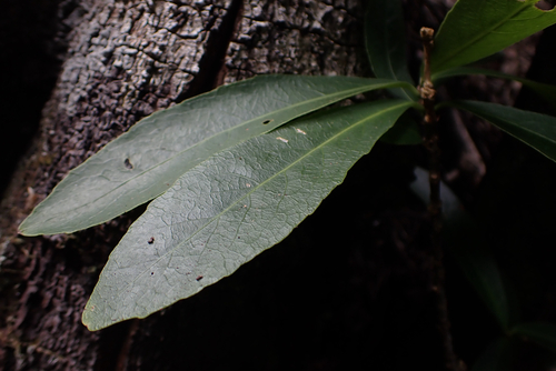 Isodendrion laurifolium observed 2026-07-01