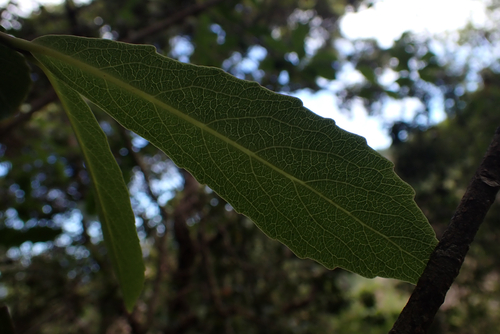 Isodendrion laurifolium observed 2026-07-01