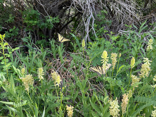 iNaturalist observation photo of Western Tiger Swallowtail