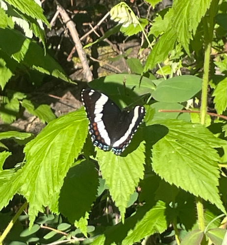 Western White Admiral