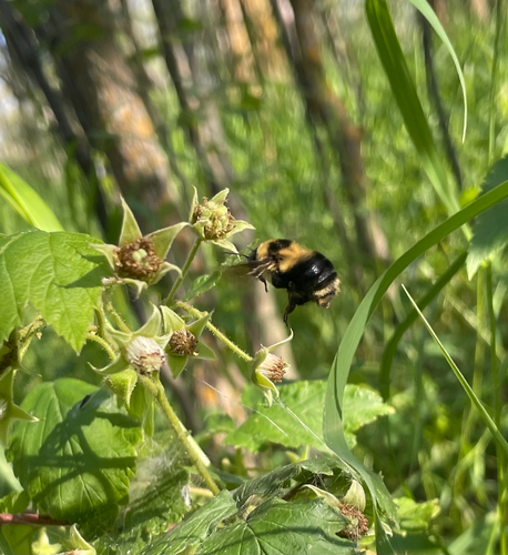 Red-belted Bumble Bee